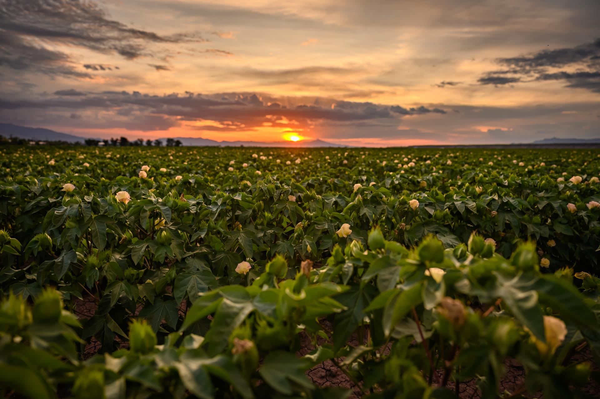 Cotton field at sunset